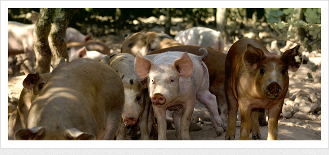 Que ventajas tiene el consumo de carne ecológica